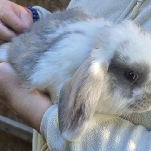 Lapin bélier géant français #0