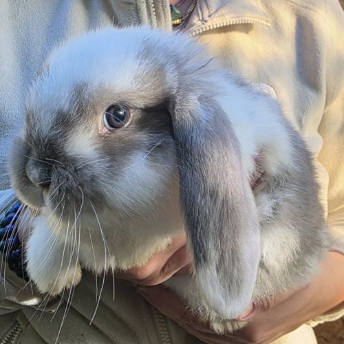 Lapin bélier géant français #6