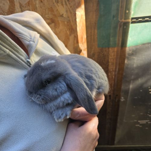 Lapin bélier géant français #7