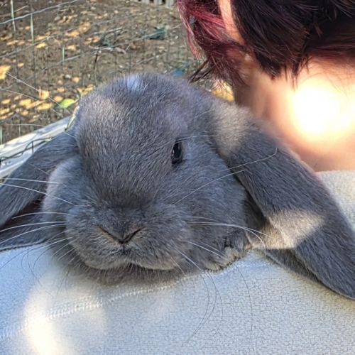 Lapin bélier géant français #8