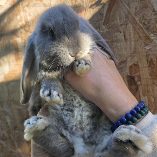 Lapin bélier géant français #9