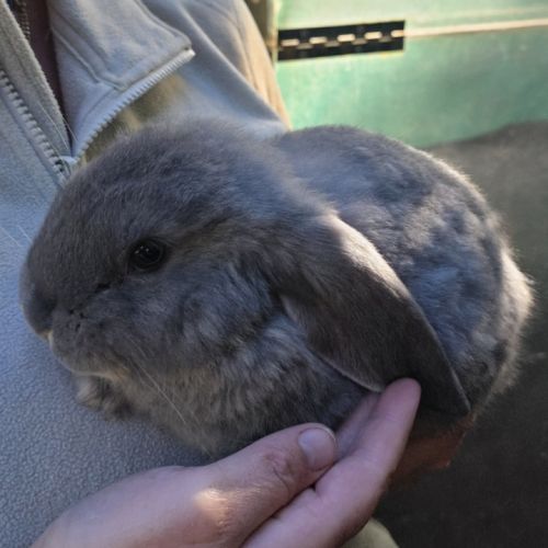 Lapin bélier géant français #10