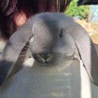 Lapin bélier géant français #3
