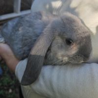 Lapin bélier géant français #4