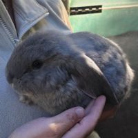 Lapin bélier géant français #10