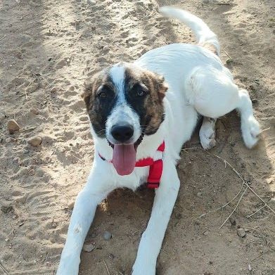 Dany, 7 mois le chiot parfait #1