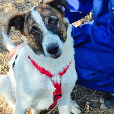 Dany, 7 mois le chiot parfait