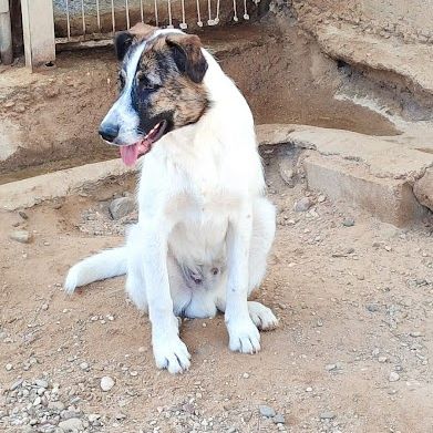 Dany, 7 mois le chiot parfait #4