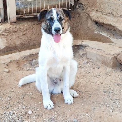 Dany, 7 mois le chiot parfait #5