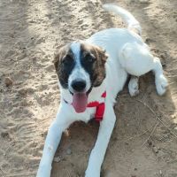 Dany, 7 mois le chiot parfait #1