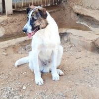 Dany, 7 mois le chiot parfait #4