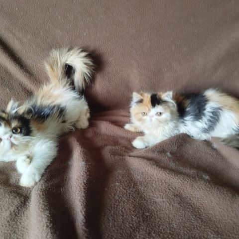 Magnifiques chatons persan loof