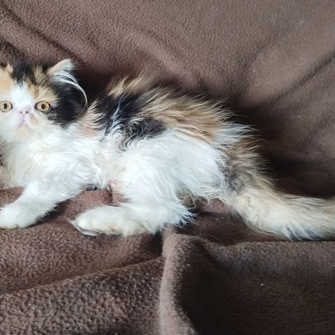 Magnifiques chatons persan loof #3