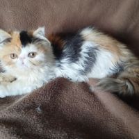 Magnifiques chatons persan loof #2