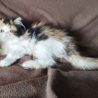 Magnifiques chatons persan loof #3