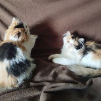 Magnifiques chatons persan loof #4