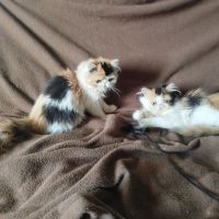 Magnifiques chatons persan loof #5