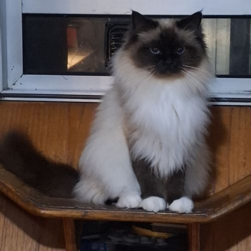 Taïga vaccinée cherche mâle sacré de birmanie