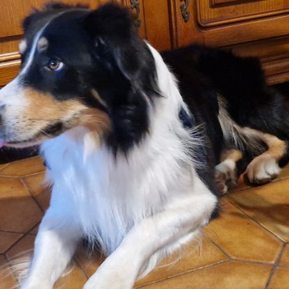 Chiots border-collie lof #1