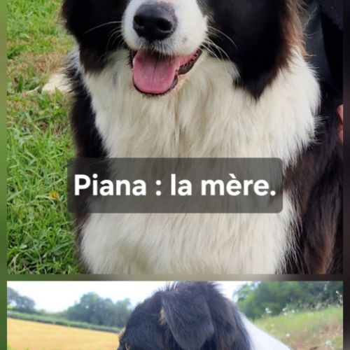 Chiots border-collie lof #2