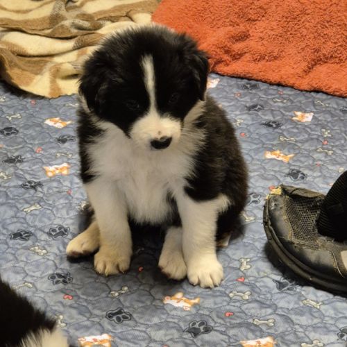 Chiots border-collie lof #3