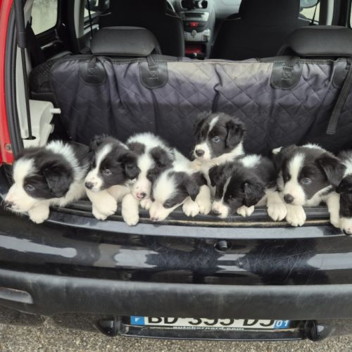 Chiots border-collie lof