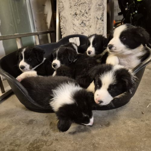 Chiots border-collie lof #6