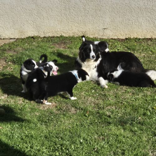 Chiots border-collie lof #7
