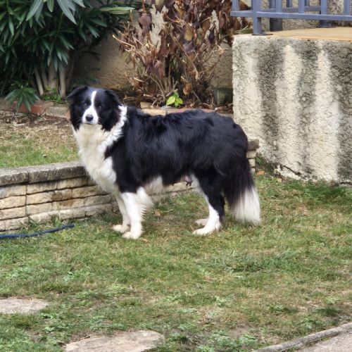 Chiots border-collie lof #8