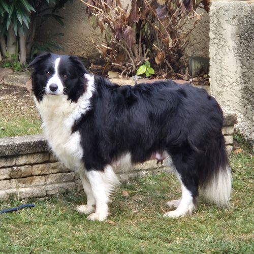 Chiots border-collie lof #9