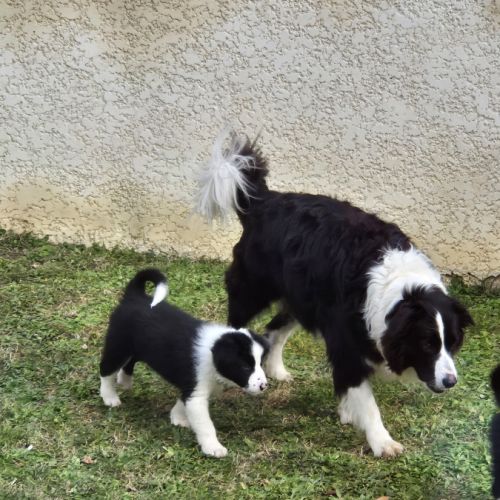 Chiots border-collie lof #10