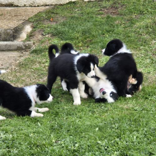 Chiots border-collie lof #11