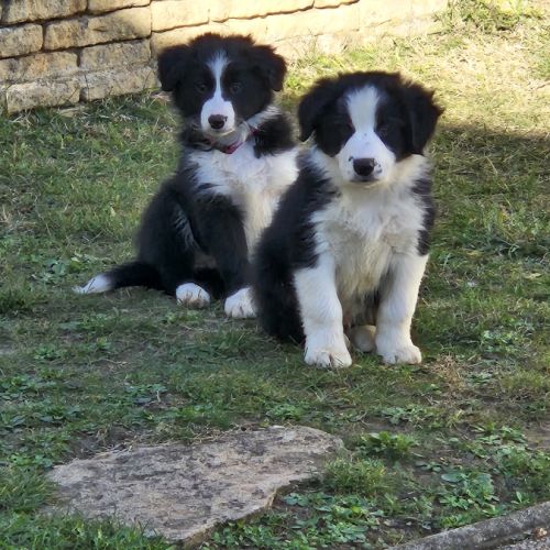 Chiots border-collie lof #12