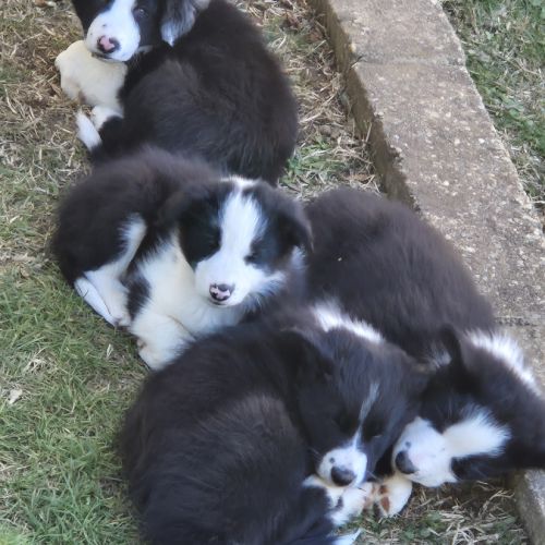 Chiots border-collie lof #13