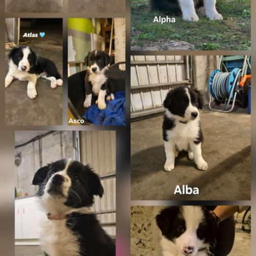 Chiots border-collie lof #14