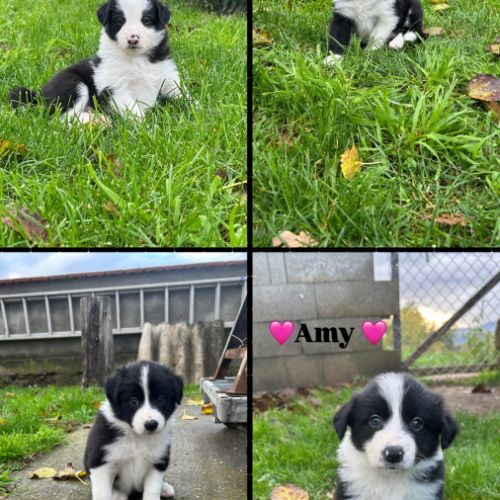 Chiots border-collie lof #16