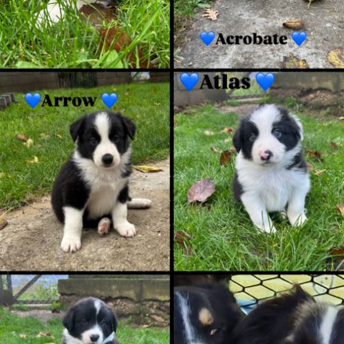 Chiots border-collie lof #17