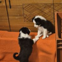 Chiots border-collie lof #4