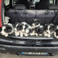 Chiots border-collie lof #0