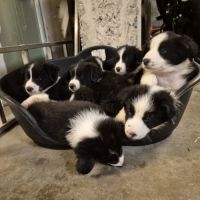 Chiots border-collie lof #6
