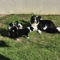 Chiots border-collie lof #7