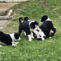 Chiots border-collie lof #11