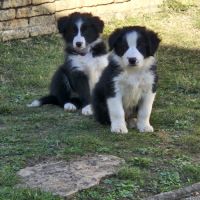 Chiots border-collie lof #12