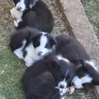 Chiots border-collie lof #13