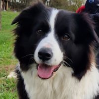 Chiots border-collie lof #15