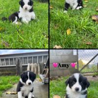 Chiots border-collie lof #16