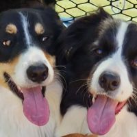Chiots border-collie lof #18