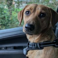 Dixy la joyeuse et dynamique louloute