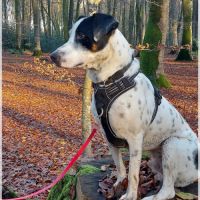 Vador l'adorable petit guerrier tripatte