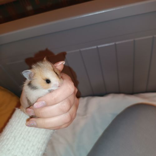 Hamsters dorés